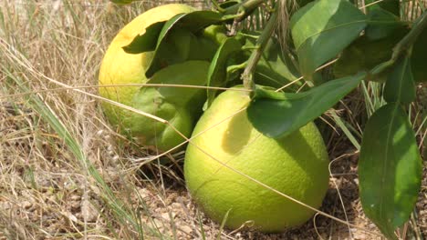 Close-up-shot-of-green-and-yellow-lemon-in-the-farm