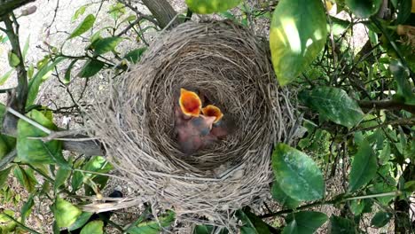 Overhead-view-of-baby-birds-with-open-mouths-waiting-for-their-parents-to-feed-them