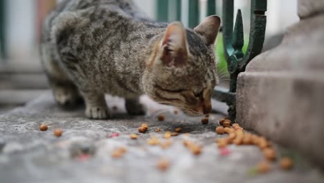 Cat-is-eating-cat-food-outside-at-concrete-surface-and-near-the-metal-fence