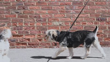 Person-is-walking-the-dogs,-small-and-cute-breed-walking-near-the-wall-during-sunshine-day