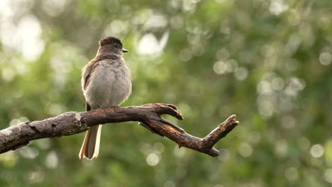 A-Crowned-Slaty-Flycatcher-perching-on-a-tree-on-a-rainy-day