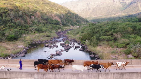 Drohnenaufnahme-Eines-Viehhirten-Im-Ländlichen-Südafrika,-Der-Mit-Seinen-Rinderkühen-Und-Hunden-Eine-Brücke-überquert