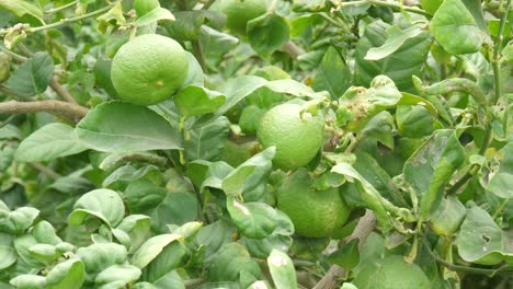Lime-tree-with-fruits-closeup