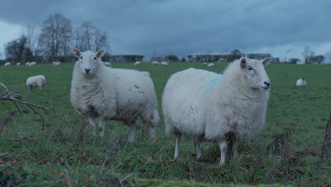 Pair-of-sheep-staring--at-me