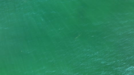 Single-large-striped-bass-seen-near-seas-surface