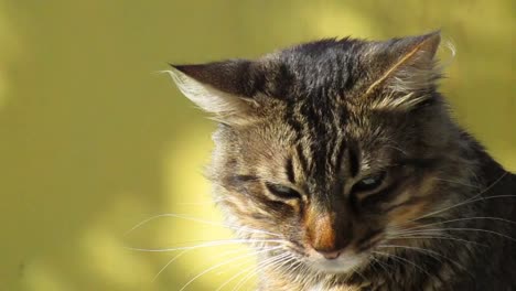 Close-up-of-cat,-standing-outside-on-nice-sunshine-weather-and-looking-towards-camera