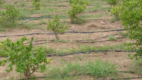 Rows-Of-Black-Hosepipe-Tubing-Seen-On-Ground-For-Drip-Irrigation-System-In-Sindh,-Pakistan