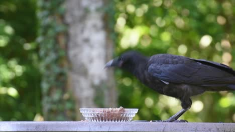 Crow-bird-is-eating-from-glass-bowl,-standing-outside-on-the-flat-surface-with-trees-blurred-in-background