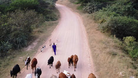 Tiro-De-Dron-De-Pastor-De-Ganado-Caminando-Por-Un-Camino-De-Tierra-Con-Sus-Vacas-Y-Perros-En-Las-Zonas-Rurales-De-Sudáfrica