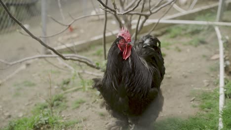 Black-rooster-is-standing-outside-in-the-garden-and-observing-his-surroundings