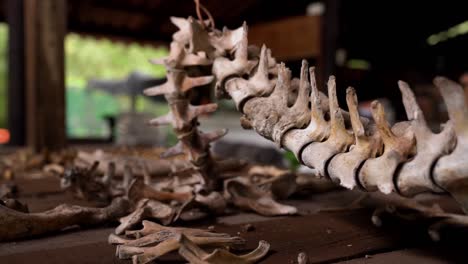 Video-footage-of-alligator-bones-located-on-the-wooden-table-surface