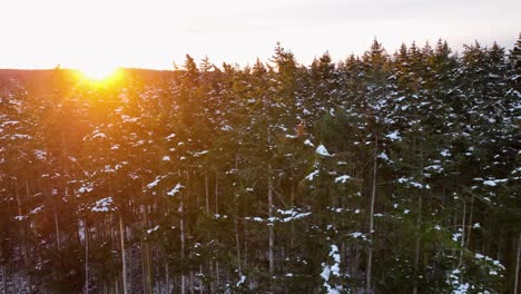 Aerial-view-of-an-evergreen-forest-covered-in-snow-with-the-early-morning-sun-peaking-through-the-trees
