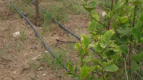 Rows-Of-Black-Hosepipe-Tubing-Seen-On-Ground-For-Drip-Irrigation-System-In-Sindh,-Pakistan