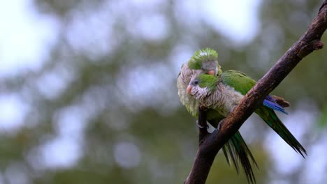 Monk-Parakeets-grooming-while-perched-on-a-tree-on-a-rainy-day