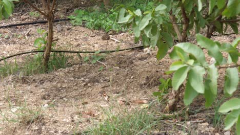 Black-Hosepipe-Tubing-Seen-On-Ground-For-Drip-Irrigation-System-In-Sindh,-Pakistan