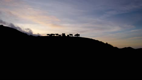 Silhouette-of-cows-walking-on-mountain-ridge-against-vivid-sunset-sky
