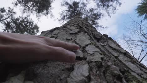 Hand-touching-pine-tree-bark-in-forrest