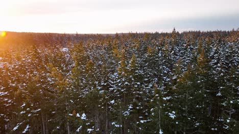 Rising-aerial-view-of-a-forest-covered-in-snow-on-a-bright-and-beautiful-morning
