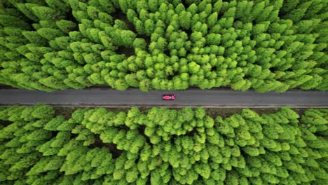 Red-car-on-tarmac-road-through-dense-green-forest