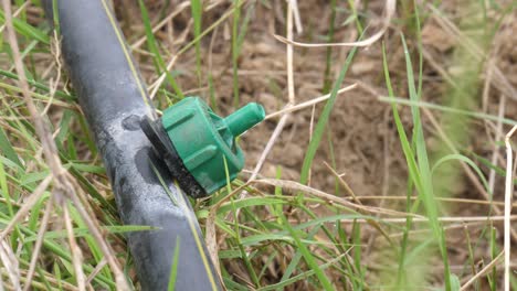Close-Up-View-Of-Drip-Irrigation-Outlet-Dripping-Water-On-Ground-Surrounded-By-Grass-Blades