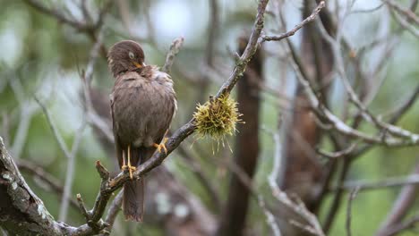 Chiguanco-thrush-perching-on-a-brach-on-a-rainy-day-while-grooming-its-wet-feathers