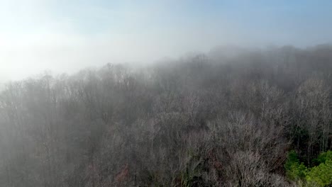 Baumwipfel-Im-Nebel-In-Wilkes-County-NC,-North-Carolina