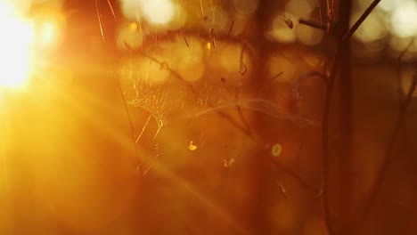 The-play-of-light-and-delicate-spiders-web