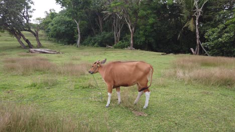 Balinese-Cow-Cattle-Scratches-and-Move-Tail-at-Outdoor-Green-Fields-in-Indonesia,-Southeast-Asia-Beautiful-Deer-Like-Animal-in-Saba-Beach,-Gianyar