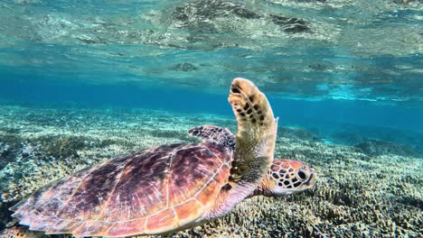 Closeup-Of-Green-Sea-Turtle-Swimming-Over-Beautiful-Coral-Reef