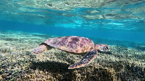 Nahaufnahme-Einer-Grünen-Meeresschildkröte,-Die-Langsam-Unter-Dem-Tropischen-Blauen-Meer-Schwimmt
