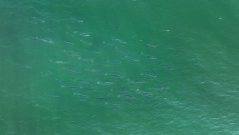 Large-school-of-Striped-Bass-at-surface-of-the-sea