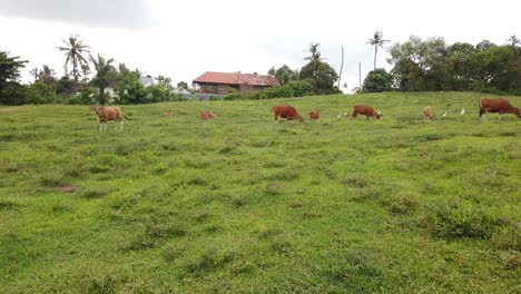Bali-Vacas-Ganados-Y-Terneros-Comiendo-Hierba-En-Una-Colina-De-Ensueño-En-Una-Tarde-Tranquila-Dulces-Animales-Tiernos-En-La-Playa-De-Saba,-Gianyar,-Indonesia