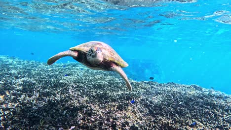 Nahaufnahme-Einer-Grünen-Meeresschildkröte,-Die-Im-Seichten-Wasser-über-Einem-Wunderschönen-Korallenriff-Schwimmt