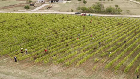 A-beautiful-drone-shot-of-the-vineyard-in-the-village