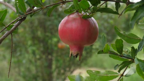 Eine-Einzelne-Granatapfelfrucht-Hängt-An-Einem-Ast-In-Den-Strahlen-Der-Sonne