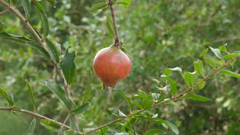 Rote-Reife-Granatapfelfrucht-Auf-Ast-Im-Garten