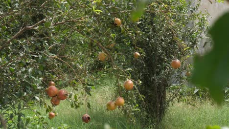 Pomegranate-tree-plantation-in-season-picking