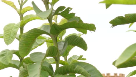 Close-up-shot-of-leaf-of-guava-tree