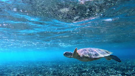 Nahaufnahme-Einer-Grünen-Meeresschildkröte,-Die-Für-Einen-Atemzug-Im-Tropischen-Blauen-Meer-Auftaucht
