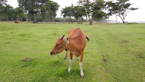 Sweet-Funny-Bali-Cattle-Cow-Stands-Up-and-Scratches-at-the-Green-Outdoor-Fields-of-Gianyar,-Saba-Beach,-Animal