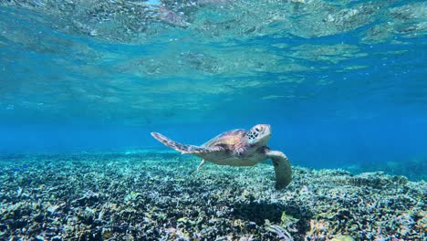 Nahaufnahme-Einer-Grünen-Meeresschildkröte,-Die-Langsam-Im-Tropischen-Blauen-Meer-Schwimmt