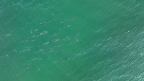 Topdown-aerial-of-Striped-bass-school-swimming-in-saltwater-sea