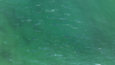 School-of-Striped-Bass-in-the-sea-off-Pine-Point-Beach,-Maine-Aerial