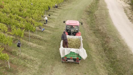 Recorded-with-a-drone.-Tractor-beautiful-vineyards