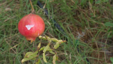 Close-up-shot-of-pomegranate-in-farm-tree