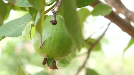 Close-up-shot-of-Guava-fruit-hanging-on-tree