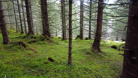 Old-spruce-forest-in-protected-natural-reserve