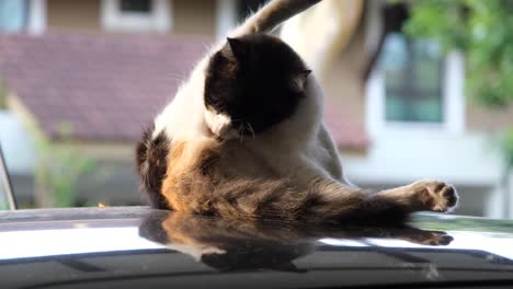 Black-and-white-cat-self-cleaning-on-top-of-car