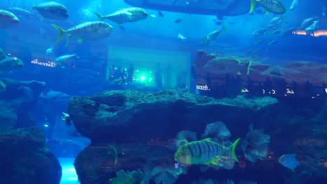 Schools-of-tropical-fish-in-aquarium