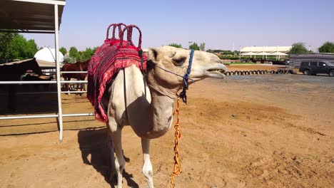 Camello-Comiendo-En-Las-Dunas-Cerca-De-Dubai